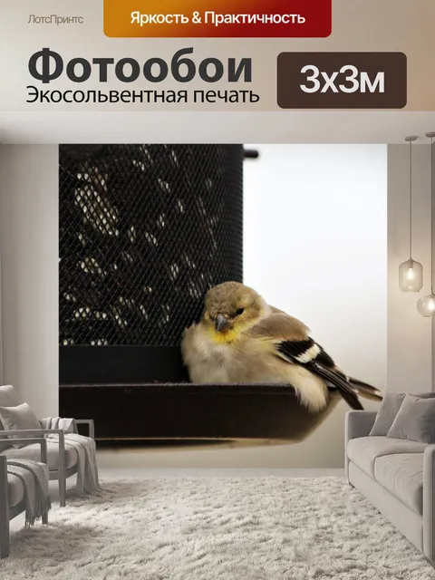 Фотообои Сонный щегол на кормушке
