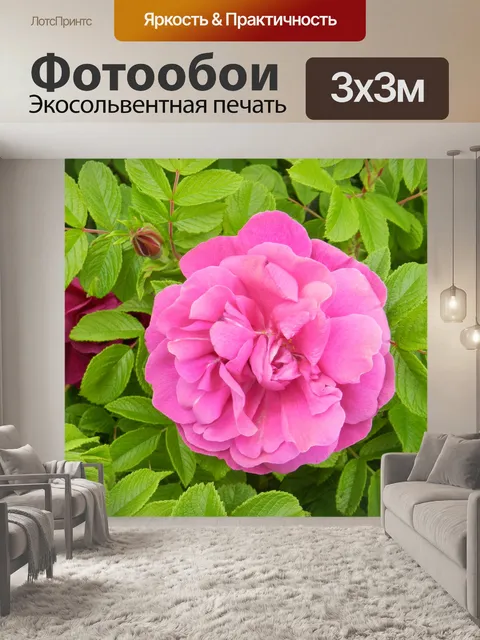 Фотообои Дикая роза 3