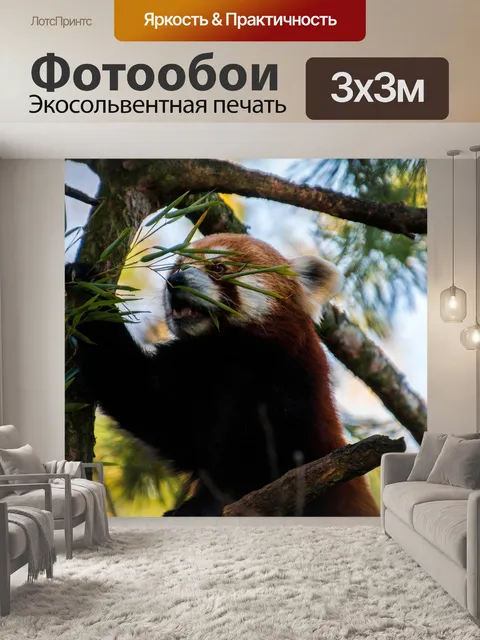 Фотообои Красная панда