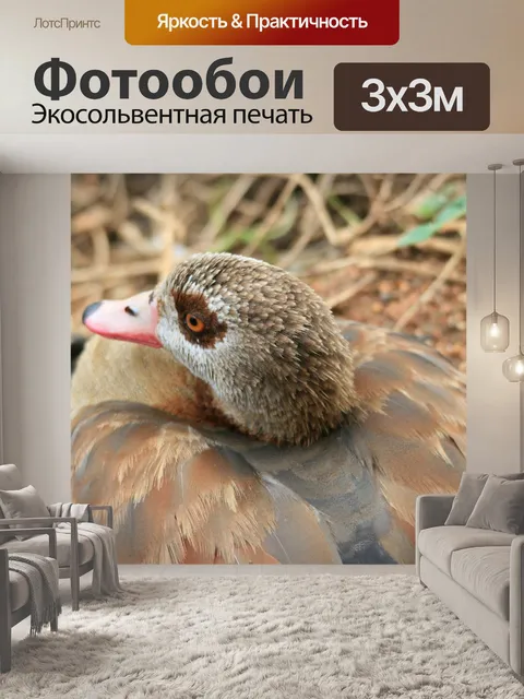 Фотообои Египетский гусь отдыха