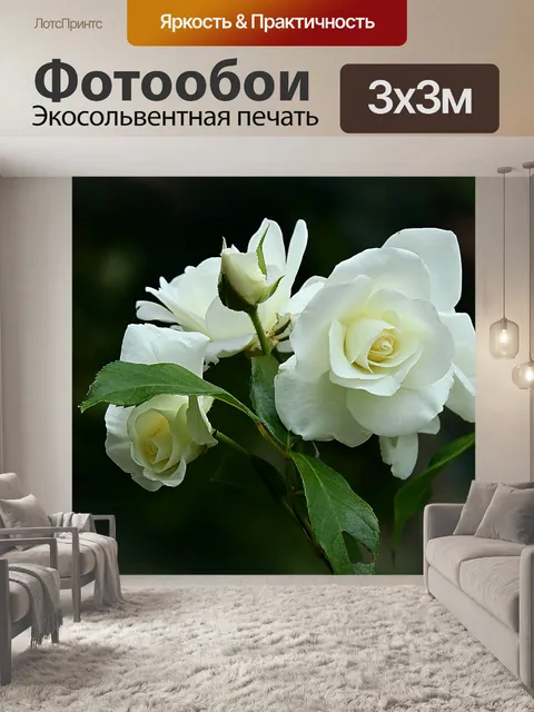 Фотообои Белая роза