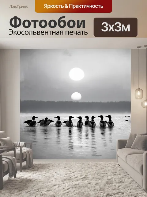 Фотообои в туманном утре, когда солнце только начинает появляться над горизонтом тихого океана, группа гагар