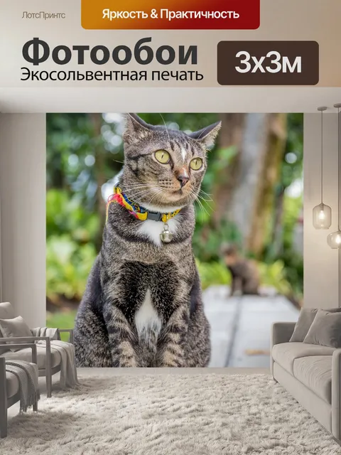 Фотообои Кот