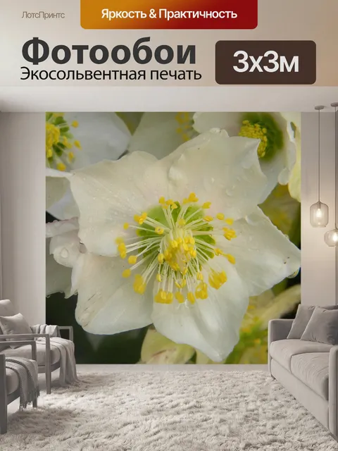 Фотообои Рождественская роза