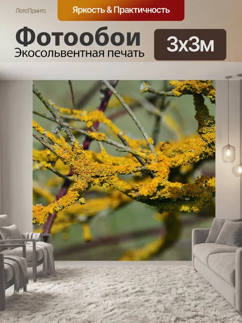 Фотообои Желтый лишайник