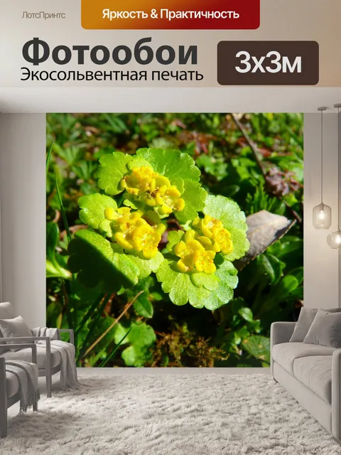 Фотообои Семейство молочая