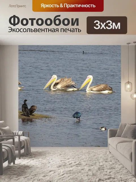 Фотообои Большой белый пеликан