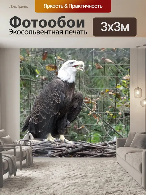 Фотообои Орел