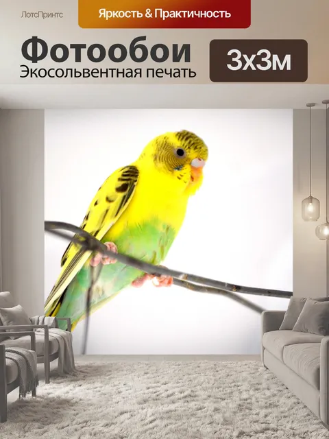 Фотообои Цвет мульти попугай