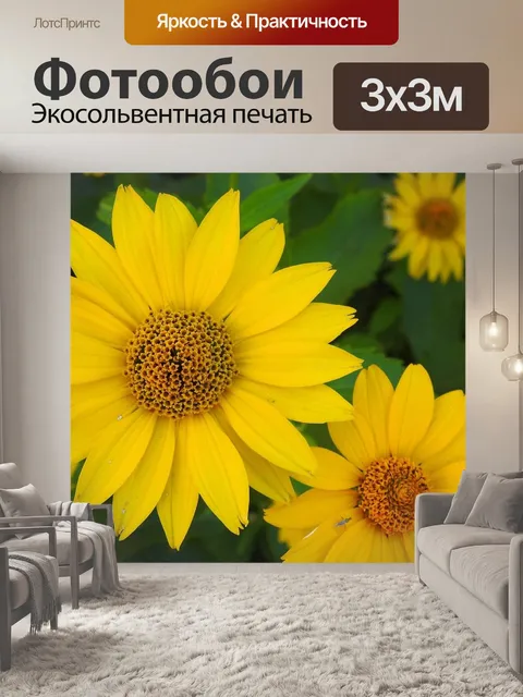 Фотообои Эхинацеи