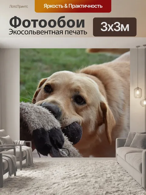 Фотообои Собака