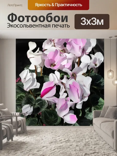 Фотообои Розовые и белые цветы цикламена