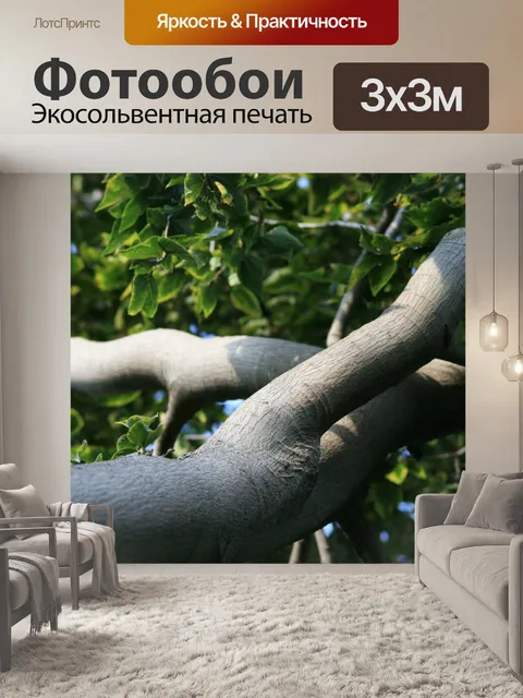 Фотообои толщиной филиал белой Stinkwood