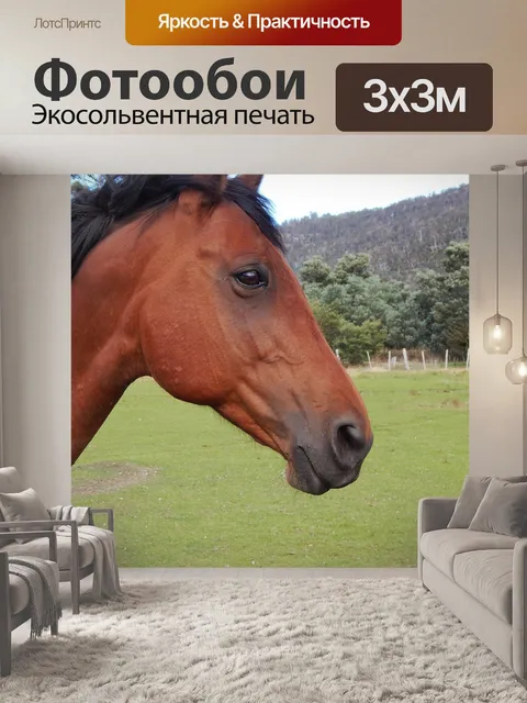 Фотообои Лошадь