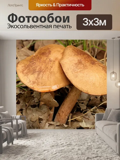 Фотообои Болежные грибы 2