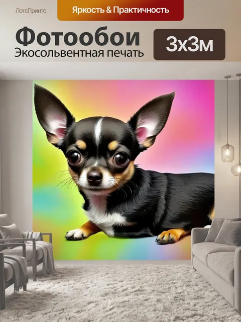 Фотообои с чихуахуа