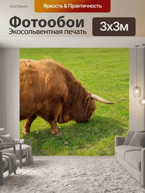 Фотообои Хайлендская корова