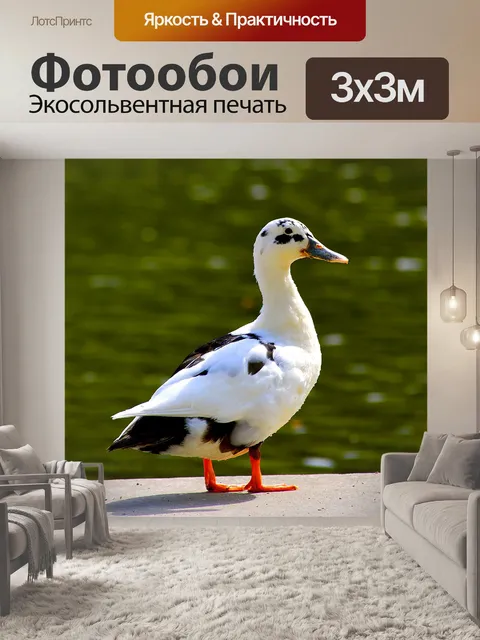 Фотообои Помесь кряквы