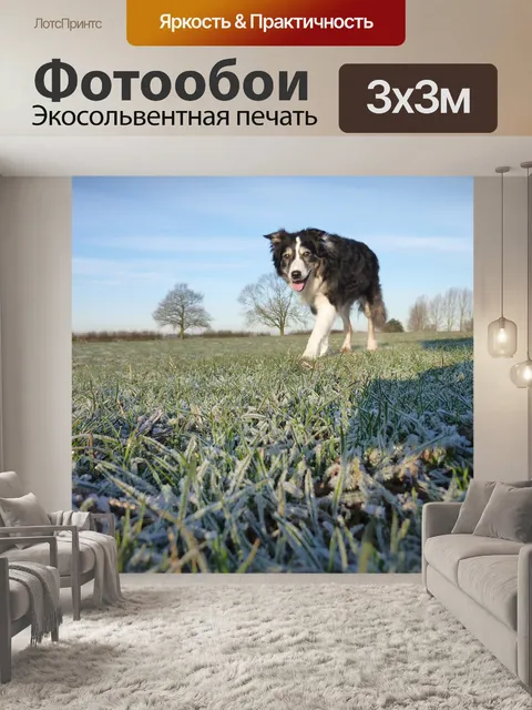 Фотообои Собака