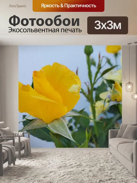 Фотообои Желтая роза фон