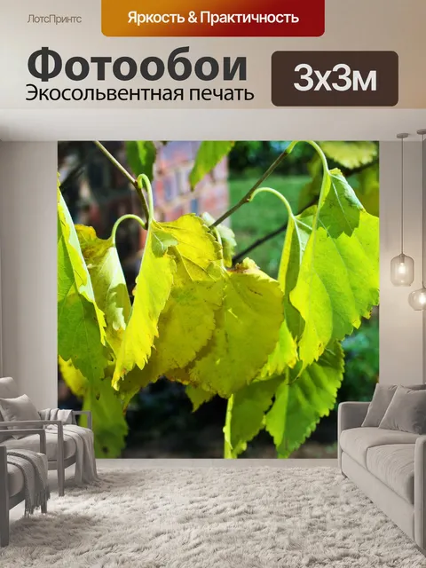 Фотообои желто-зеленые листья тутового дерева