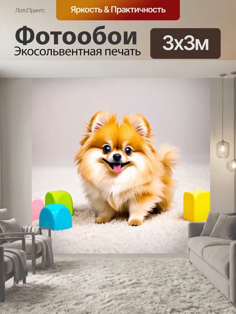 Фотообои померанский шпиц с блестящими глазками играет с разноцветными игрушками на фоне светлого ковра
