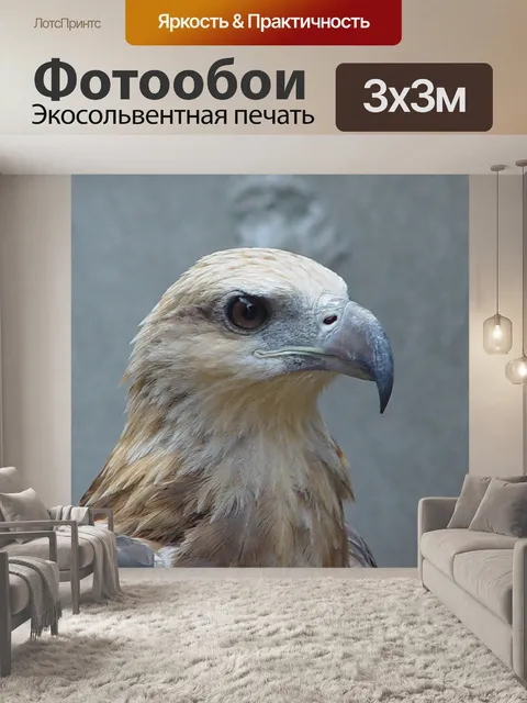 Фотообои Орлан-белохвост