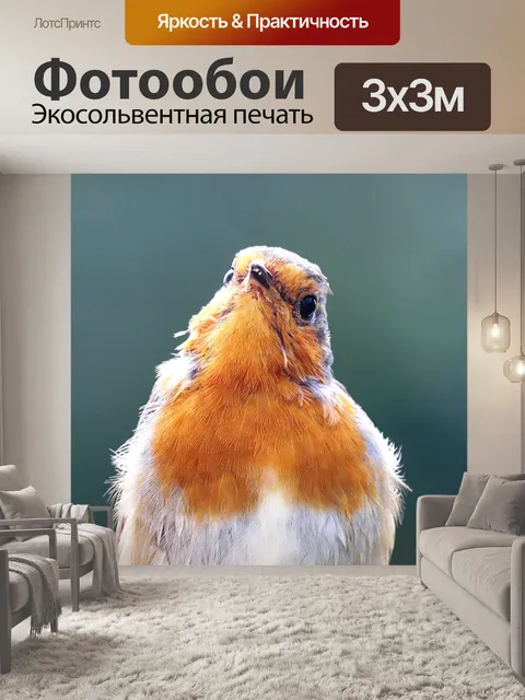 Фотообои Робин