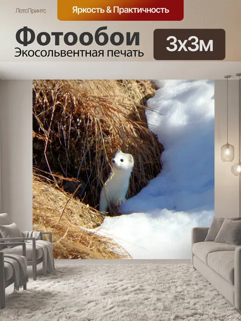 Фотообои Горностай