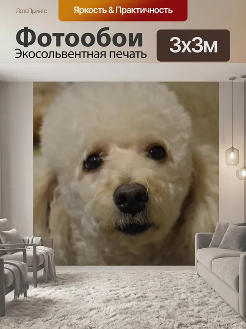 Фотообои Пудель