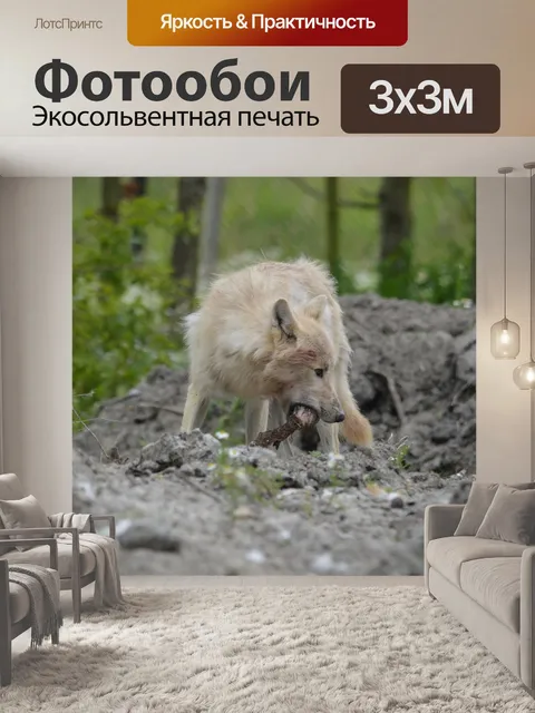 Фотообои Волк