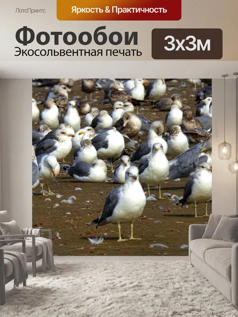 Фотообои Любопытная Чайка