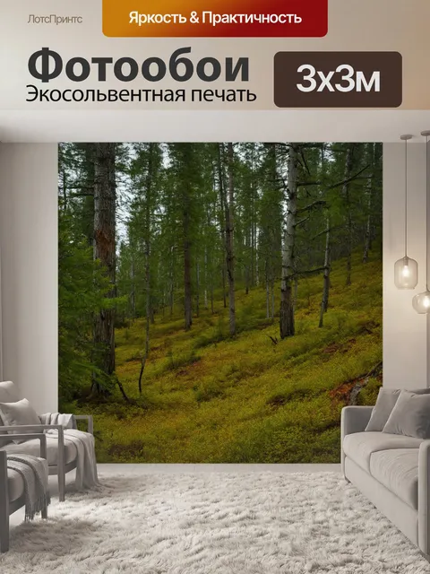 Фотообои россия леса, загадка лесного глаза, холмы, покрытые тунговым лесом, уединение