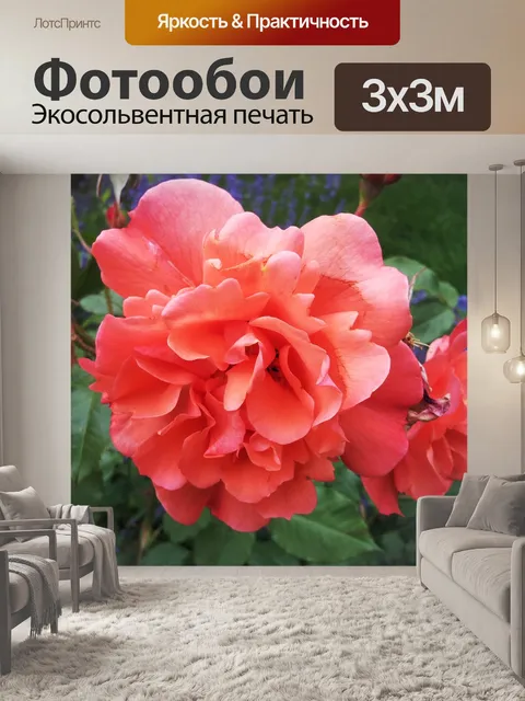 Фотообои Роза