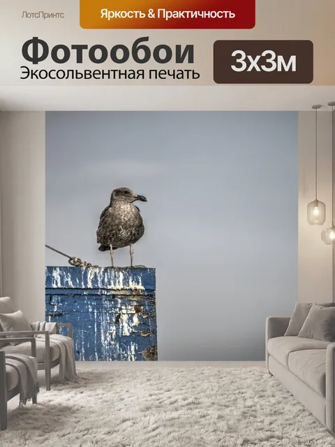 Фотообои Незрелая чайка