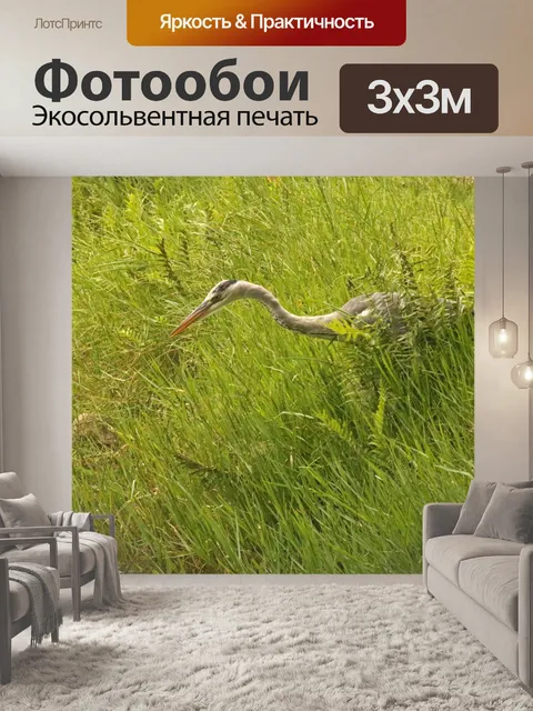 Фотообои серая цапля птица в длинной зеленой трав