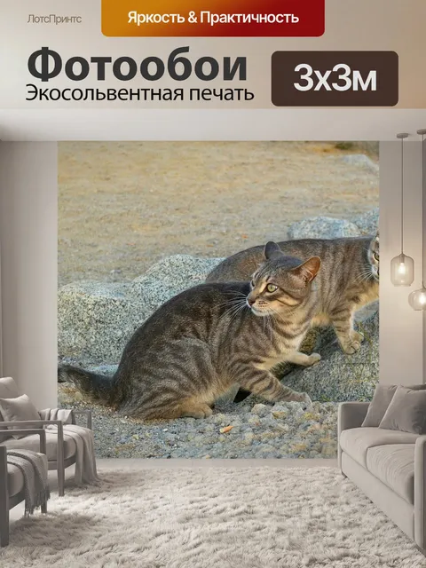 Фотообои Кошки
