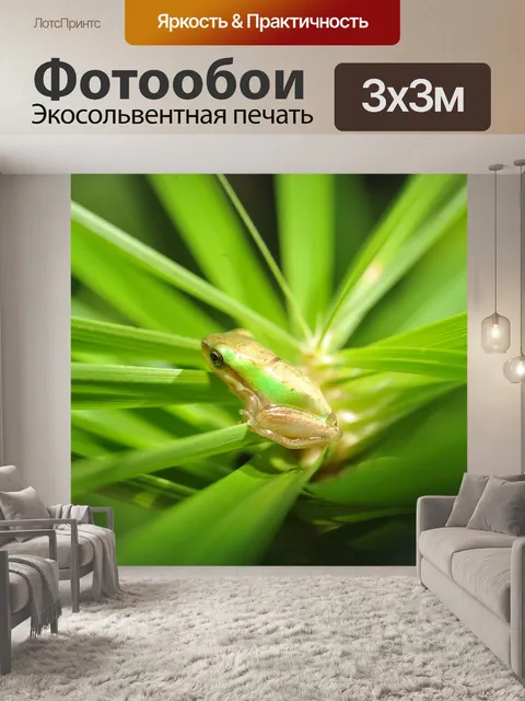 Фотообои Зеленая древесная лягушка
