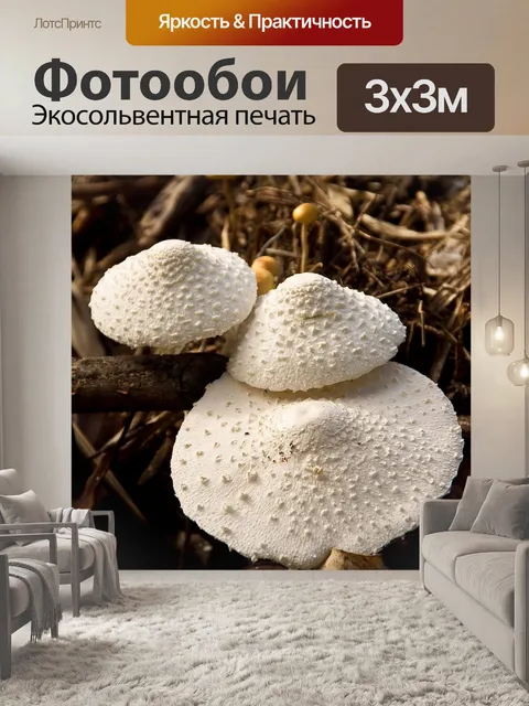 Фотообои Грибок
