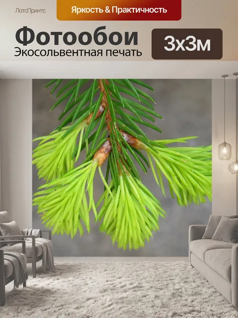 Фотообои Еловые побеги
