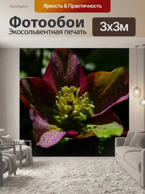 Фотообои Рождественская роза
