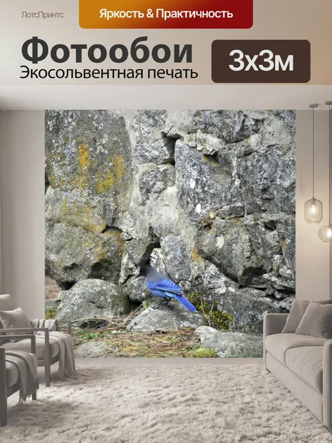 Фотообои Синий Джей в лесу