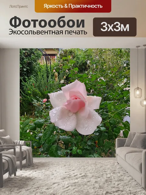 Фотообои Капли дождя на розовой розе