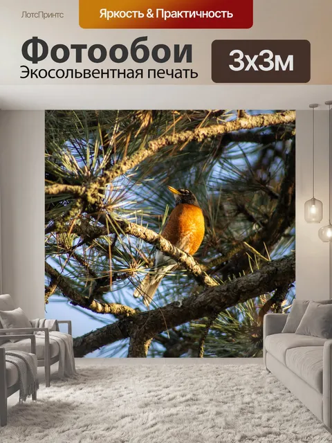 Фотообои Американский малиновка