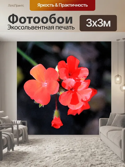 Фотообои красный цветок герани