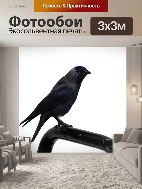 Фотообои Галка, птица, черная птица