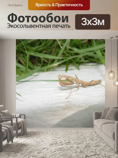 Фотообои Богомол