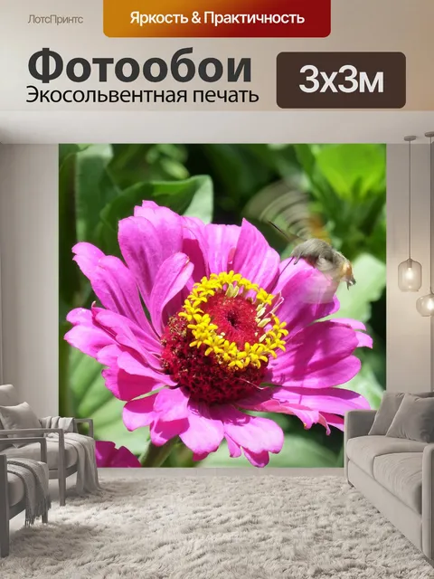Фотообои Макроглоссум звездчатый