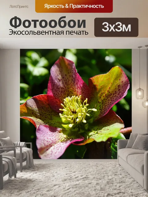 Фотообои Рождественская роза