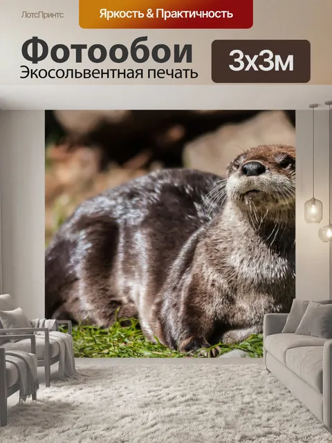Фотообои выдра солнечных ванн